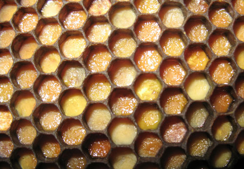 перга пчелиная свойства