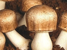 лечебные грибы в Самаре