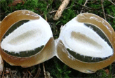 грибная аптека Самара - лечебные грибы - веселка