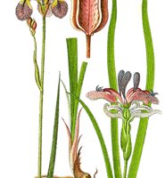 Ирис (касатик) корень 50 гр.