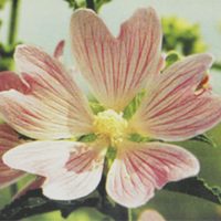 Хатьма тюрингенская (просвирник полевой, собачья рожа, кукольник, дикая роза)  40г.