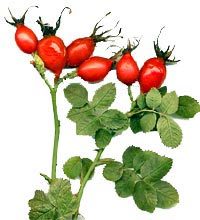 Шиповник чай, 20 пак.